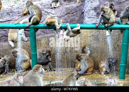 Les macaques sauvages prenez des douches sous l'eau des tuyaux pour vous rafraîchir par une chaude journée à Jiyuan ville, province du Henan en Chine centrale, 3 août 2017. Des centaines Banque D'Images