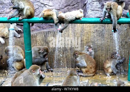 Les macaques sauvages prenez des douches sous l'eau des tuyaux pour vous rafraîchir par une chaude journée à Jiyuan ville, province du Henan en Chine centrale, 3 août 2017. Des centaines Banque D'Images