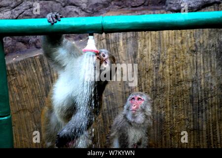 Les macaques sauvages prenez des douches sous l'eau des tuyaux pour vous rafraîchir par une chaude journée à Jiyuan ville, province du Henan en Chine centrale, 3 août 2017. Des centaines Banque D'Images