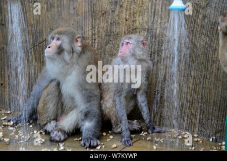 Les macaques sauvages prenez des douches sous l'eau des tuyaux pour vous rafraîchir par une chaude journée à Jiyuan ville, province du Henan en Chine centrale, 3 août 2017. Des centaines Banque D'Images