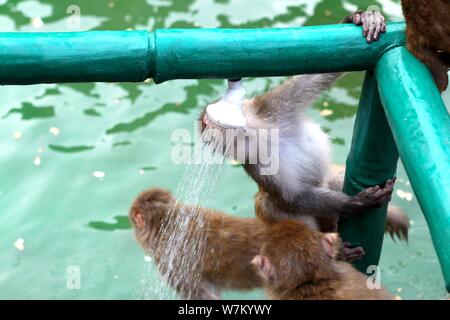 Les macaques sauvages prenez des douches sous l'eau des tuyaux pour vous rafraîchir par une chaude journée à Jiyuan ville, province du Henan en Chine centrale, 3 août 2017. Des centaines Banque D'Images