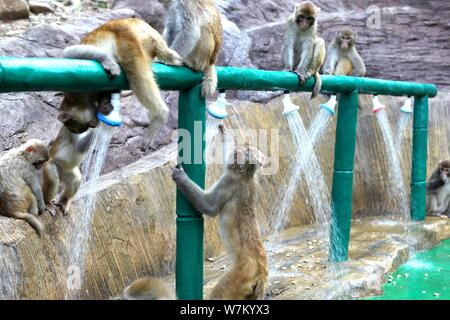 Les macaques sauvages prenez des douches sous l'eau des tuyaux pour vous rafraîchir par une chaude journée à Jiyuan ville, province du Henan en Chine centrale, 3 août 2017. Des centaines Banque D'Images