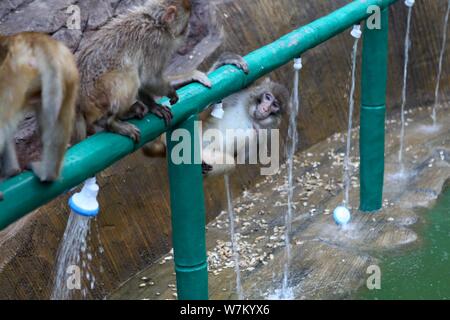 Les macaques sauvages prenez des douches sous l'eau des tuyaux pour vous rafraîchir par une chaude journée à Jiyuan ville, province du Henan en Chine centrale, 3 août 2017. Des centaines Banque D'Images