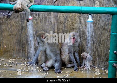 Les macaques sauvages prenez des douches sous l'eau des tuyaux pour vous rafraîchir par une chaude journée à Jiyuan ville, province du Henan en Chine centrale, 3 août 2017. Des centaines Banque D'Images