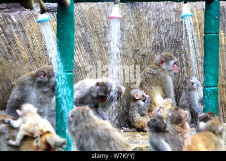 Les macaques sauvages prenez des douches sous l'eau des tuyaux pour vous rafraîchir par une chaude journée à Jiyuan ville, province du Henan en Chine centrale, 3 août 2017. Des centaines Banque D'Images