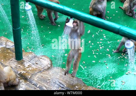 Les macaques sauvages prenez des douches sous l'eau des tuyaux pour vous rafraîchir par une chaude journée à Jiyuan ville, province du Henan en Chine centrale, 3 août 2017. Des centaines Banque D'Images