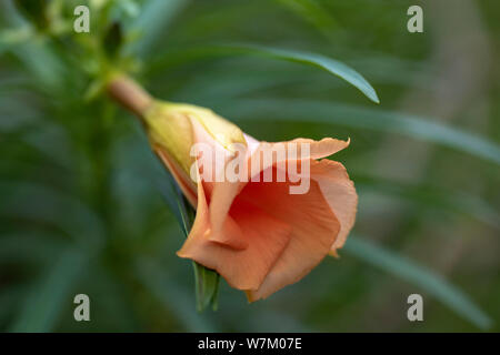 Thevetia peruviana thevetia (Cascabela) - Orange bud, close-up. La Thaïlande, Koh Chang Island. Banque D'Images