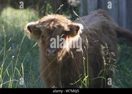 Allant de mollet de Highland cattle dans un pâturage forestier en Finlande Banque D'Images