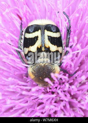 Trichus fasciatus, connu sous le nom de Bee Beetle, en se nourrissant de mélancolie, chardon Cirsium heterophyllum Banque D'Images