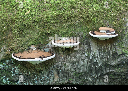 Ganoderma applanatum, connu sous le nom de support de l'artiste, l'artiste ou l'ours conk pain, un champignon de la Finlande Banque D'Images