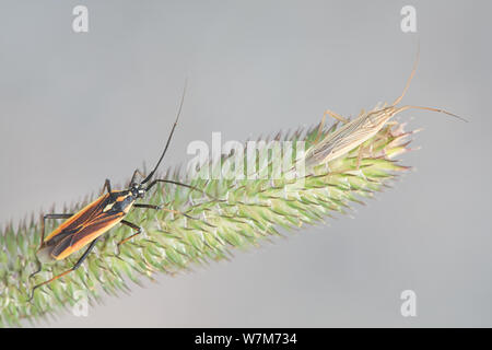 Leptopterna dolabrata plus sombre, connu sous le nom de prairie et Stenodema calcaratum brun clair, une espèce d'herbe allongée bugs Banque D'Images