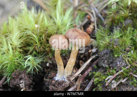 Gymnopus peronatus, connu comme le bois, Woollyfoot wlid mushroom de Finlande Banque D'Images