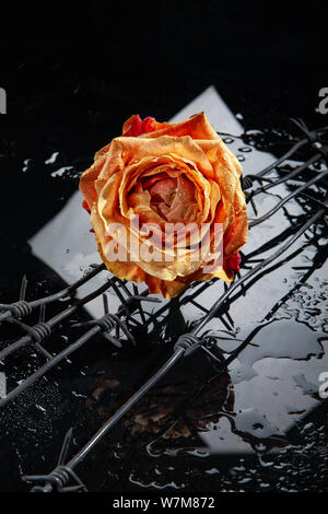 Rose avec des gouttes d'eau sur abckground studio Banque D'Images