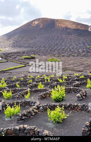 Le vignoble de La Gería. Zone protégée à Lanzarote ne région viticole. Seul les vignes sont plantées dans des fosses, avec de petits murs en pierre de lave autour de protéger Banque D'Images