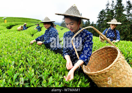 (190807) -- BEIJING, 7 août 2019 (Xinhua) -- les agriculteurs de thé feuilles de thé prise dans un jardin de thé écologique au Village de Chaoyang Canton Xingcun dans Dunhuang, Chine du sud-est de la province de Fujian, le 14 avril 2019. Secteur de l'agriculture de la Chine a connu une croissance rapide au cours des 70 dernières années, avec l'élargissement de la production de céréales 4,8 fois, selon un rapport du Bureau national des statistiques (NBS). La production de céréales de la Chine ont augmenté à un taux annuel moyen de 2,6 pour cent par rapport à 1949 pour atteindre 658 milliards de kg en 2018, la gestion d'alimentation à environ 20 pour cent de la population mondiale avec seulement moins de 9  % de la wor Banque D'Images