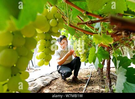 (190807) -- BEIJING, 7 août 2019 (Xinhua) -- Shengjian Zhao, Directeur adjoint de l'institut de recherche de vergers Changli Hebei Academy of Sciences, l'Agriculture et des forêts s'occupe de raisins cultivés récemment à la base de l'élevage de l'institut dans le nord de la Chine, la Province du Hebei, le 13 juillet 2019. Secteur de l'agriculture de la Chine a connu une croissance rapide au cours des 70 dernières années, avec l'élargissement de la production de céréales 4,8 fois, selon un rapport du Bureau national des statistiques (NBS). La production de céréales de la Chine ont augmenté à un taux annuel moyen de 2,6 pour cent par rapport à 1949 pour atteindre 658 milliards de kg en 2018, la gestion de Banque D'Images