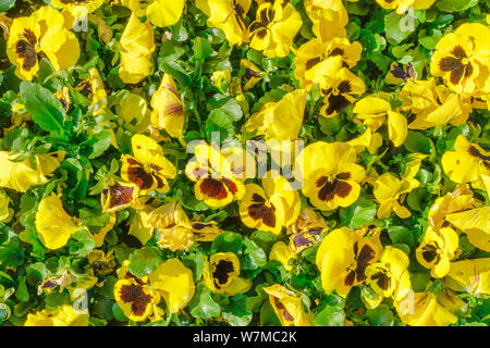 Fleurs jaune vif avec des couleurs pensées une sombre mi-libre. L'alto à jaune printemps dans le jardin. Banque D'Images