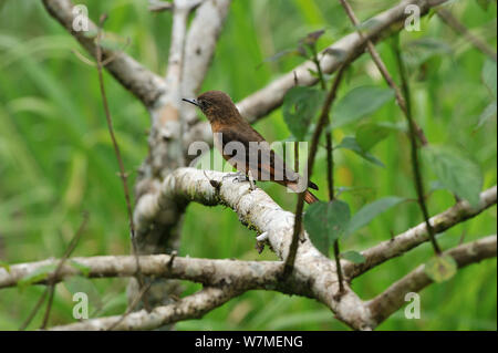 Cliff flycatcher (Hirundinea ferruginea) perché sur branche dans la Forêt Tropicale Atlantique montagneuse de Serra Bonita Patrimoine naturel Réserve privée (RPPN Serra Bonita) Municipalité de Camacan, le sud de l'Etat de Bahia, l'Est du Brésil. Banque D'Images