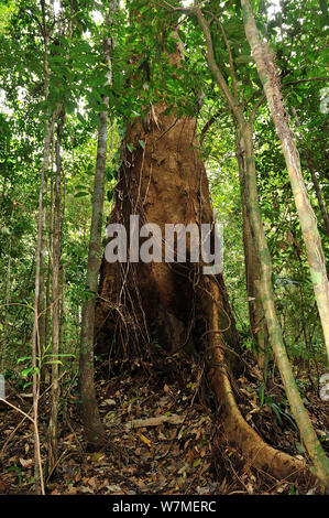 Jueirana (Parkia pendula) arbre Forêt Tropicale Atlantique Plaines d'Esta Patrimoine naturel Réserve privée de Veracel (RPPN) Municipalité de Veracel Esta Porto Seguro, au sud de l'Etat de Bahia, l'Est du Brésil. Banque D'Images