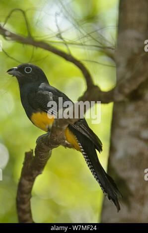 Blanc / vert à queue d'amazonie trogon Trogon viridis (soutenu) femmes perchées dans la Forêt Tropicale Atlantique Tableland, Vale Parc Naturel, municipalité de Linhares, Espa-rito Santo Etat, l'Est du Brésil. Banque D'Images