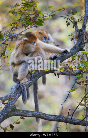 Or nez Quinling snub singe (Rhinopitecus qinligensis roxellana), deux femelles avec les jeunes de toilettage. Réserve Naturelle de Zhouzhi, montagnes Qinling, Shaanxi, Chine. Banque D'Images