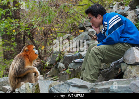 Or nez Quinling snub singe (Rhinopitecus roxellana qinlingensis) mâle adulte, regardant fixement en arrière biologiste chinois. Réserve Naturelle de Zhouzhi, montagnes Qinling, Shaanxi, Chine 2006 Banque D'Images