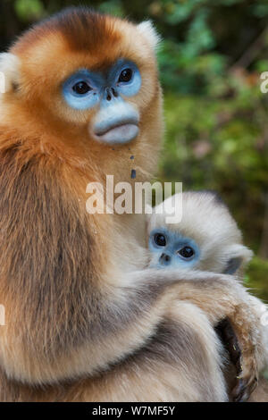 Or nez Quinling snub singe (Rhinopitecus roxellana qinlingensis), mère et enfant. Réserve Naturelle de Zhouzhi, montagnes Qinling, Shaanxi, Chine. Banque D'Images