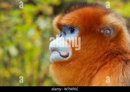 Or nez Quinling snub singe (Rhinopitecus roxellana qinlingensis), portrait des hommes adultes. Réserve Naturelle de Zhouzhi, montagnes Qinling, Shaanxi, Chine. Banque D'Images