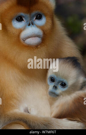 Or nez Quinling snub singe (Rhinopitecus roxellana qinlingensis), femme tenue nourrisson, Zhouzhi, réserve naturelle des Montagnes Qinling, Shaanxi, Chine. Banque D'Images