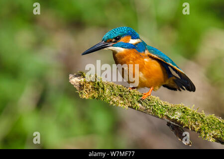 Kingfisher (Alcedo atthis) mâle perché sur la branche moussue, Hertfordshire, Angleterre, Royaume-Uni, mars. Banque D'Images