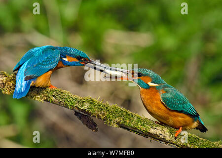 Kingfisher (Alcedo atthis) mâle à femelle poisson passant printemps le comportement de cour, Hertfordshire, Angleterre, Royaume-Uni, mars. 6 Séquence de 6. Banque D'Images