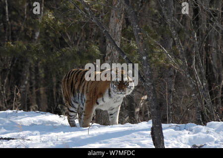 Sibérie sauvage / Amur tiger (Panthera tigris altaica) dans les bois, près de l'Perekatnaj Lazovskyi, rivière, région Primorski krai, Extrême-Orient de la Russie, février. Les espèces en voie de disparition Banque D'Images