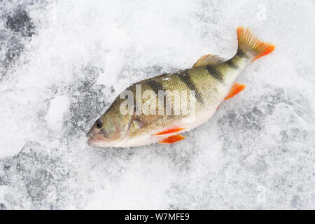 Pris la perche (Perca fluviatilis) sur la glace, Usedom, Allemagne, février Banque D'Images