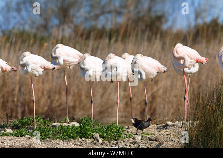 Plus de flamants roses (Phoenicopterus ruber) troupeau endormi debout, Camargue, France, Avril Banque D'Images