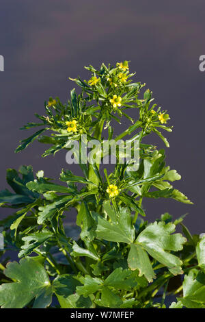 Renoncule à feuilles de céleri (Ranunculus sceleratus) Camargue, dans le sud de la France, Avril Banque D'Images