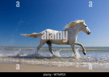 Cheval de Camargue (Equus caballus) s'exécutant dans l'eau à la plage, Camargue, France, Avril Banque D'Images