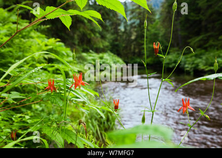 Columbine Aquilegia formosa (rouge) en fleur par stream, l'île Mitkof, sud-est de l'Alaska, USA, Juillet Banque D'Images