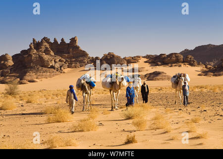 Dromadaire (Camelus dromedarius) caravane dans le désert de Libye, Akakus mountains, Libye, Sahara, Afrique du Nord, Novembre 2007 Banque D'Images