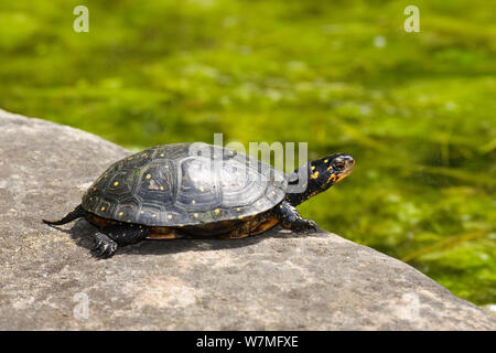 Tortue ponctuée (Clemmys guttata) Banque D'Images