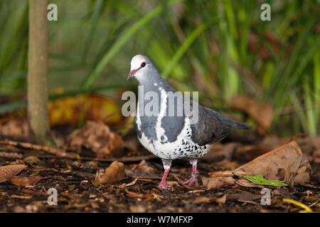 Wonga pigeon (Leucosarcia melanoleuca) trouvés dans les forêts tropicales du Queensland, Australie, captive Banque D'Images