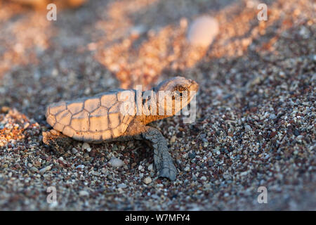 Tortue caouanne (Caretta caretta) hatchling sur plage, côte lycienne, Mer Méditerranée, Turquie Banque D'Images