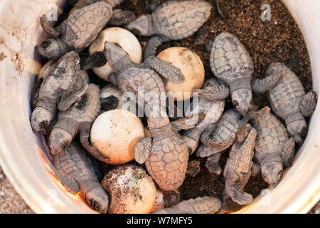 Tortue caouanne (Caretta caretta) les nouveau-nés et les oeufs dans un seau, conservation des tortues marines, Iykian côte, mer Méditerranée, Turquie Banque D'Images