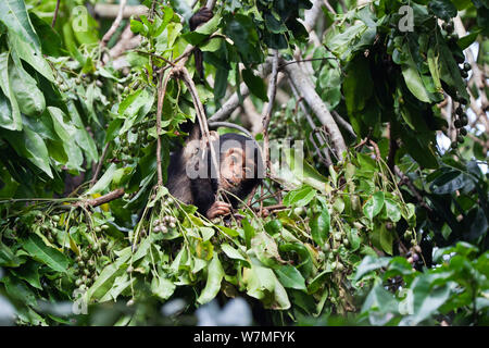 Jeune chimpanzé (Pan troglodytes) dans l'arbre à fruits, Mahale Mountains National Park, Tanzanie, Afrique de l'Est Banque D'Images