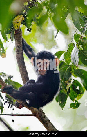 Jeune chimpanzé (Pan troglodytes) dans l'arbre, Mahale Mountains National Park, Tanzanie, Afrique de l'Est Banque D'Images