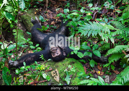 Détente de chimpanzés (Pan troglodytes) Mahale Mountains National Park, Tanzanie, Afrique de l'Est Banque D'Images