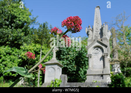 La valériane rouge (Centranthus ruber) floraison près de tombes et croix en Crémoécrémoépas Cimetière, Bristol, Royaume-Uni, mai. Banque D'Images