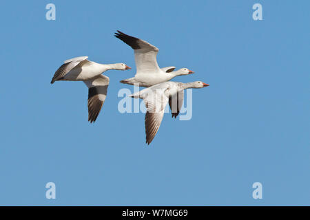 Oie des neiges (Chen caerulescens) trois en vol sur le nord de la migration au printemps, les prairies canadiennes, Saskatchewan, Canada, Mars Banque D'Images