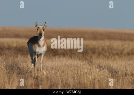 Pronghorn (Antilocapra americana) féminin au début du printemps dans les prairies du Canada, Saskatchewan, Canada, Mars Banque D'Images