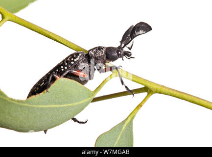 Feather longicorne asiatique (Rhipicera femorata) gamme noir, près de Stawell, dans l'ouest de Victoria, Australie. Février. meetyourneighbors.net project Banque D'Images