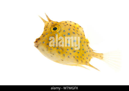 Griffonné Cowfish quadricornis Acanthostracion (juvénile), Parc national de Biscayne, Floride, États-Unis, janvier . meetyourneighbors.net project Banque D'Images